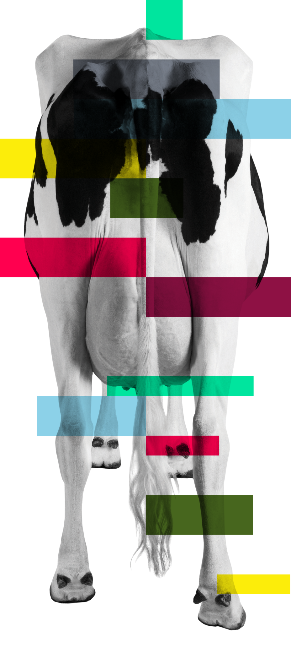 Cow Behind Genome