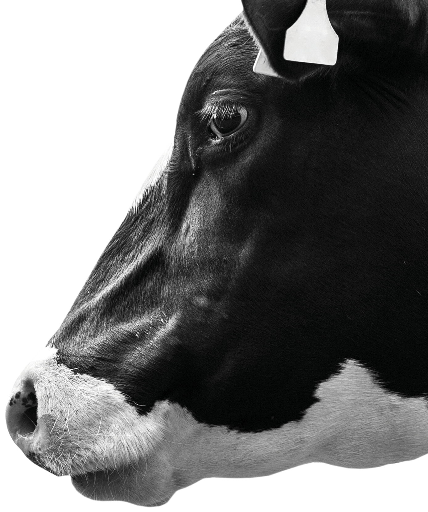 Side Cow Image