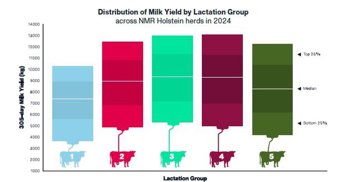 Distribution of Milk Yield by Lactation Group for 2024