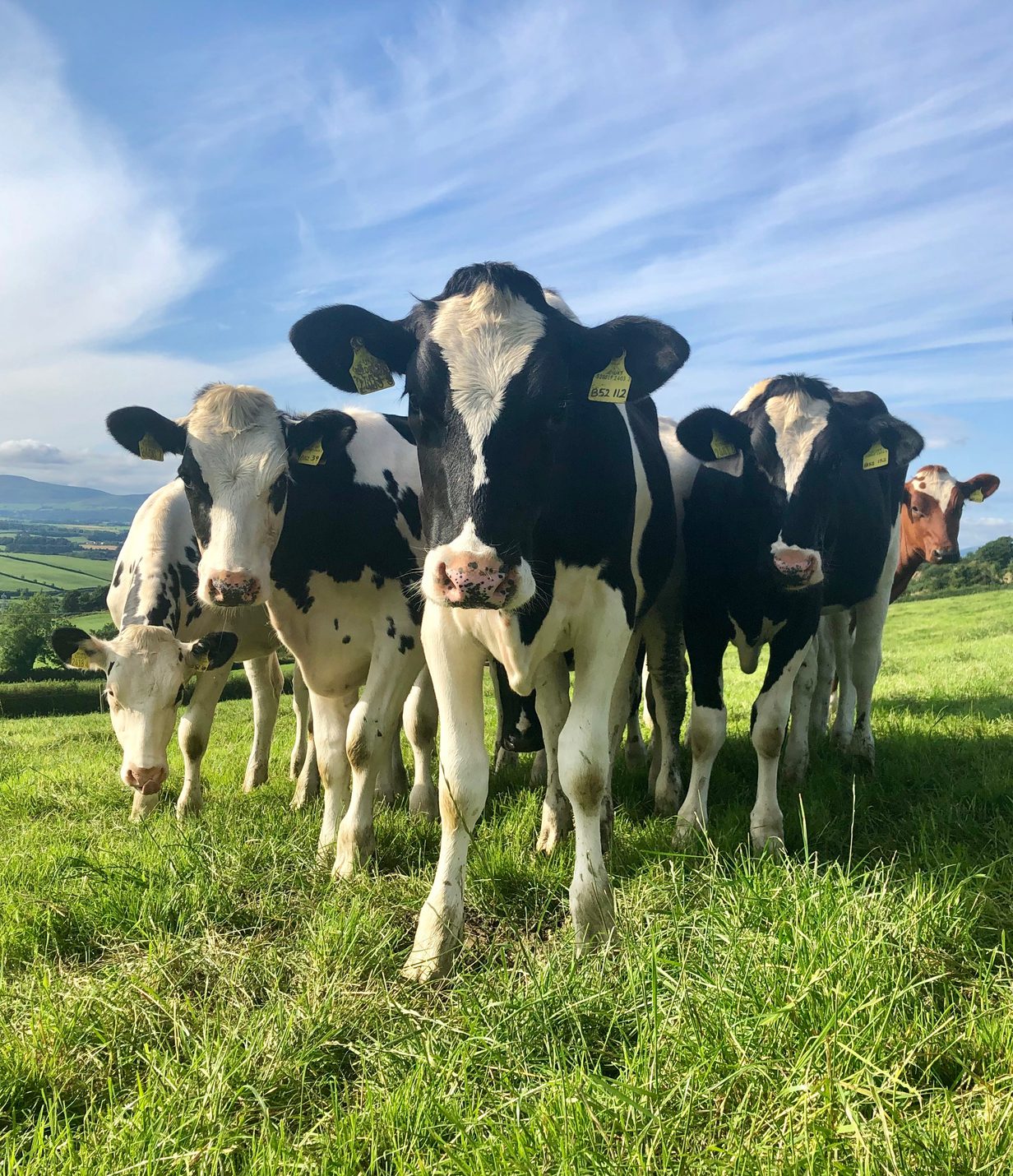 Montgomery heifers 2019